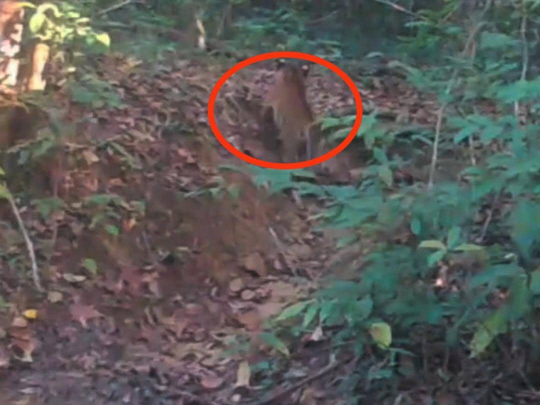 Penampakan anak harimau sumatra tertangkap kamera jebak di hutan TNWK, Lampung Timur.