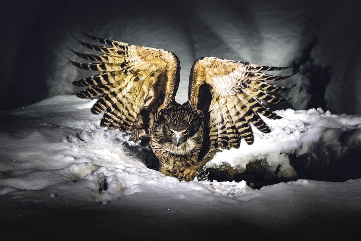 Potret burung hantu ikan blakiston