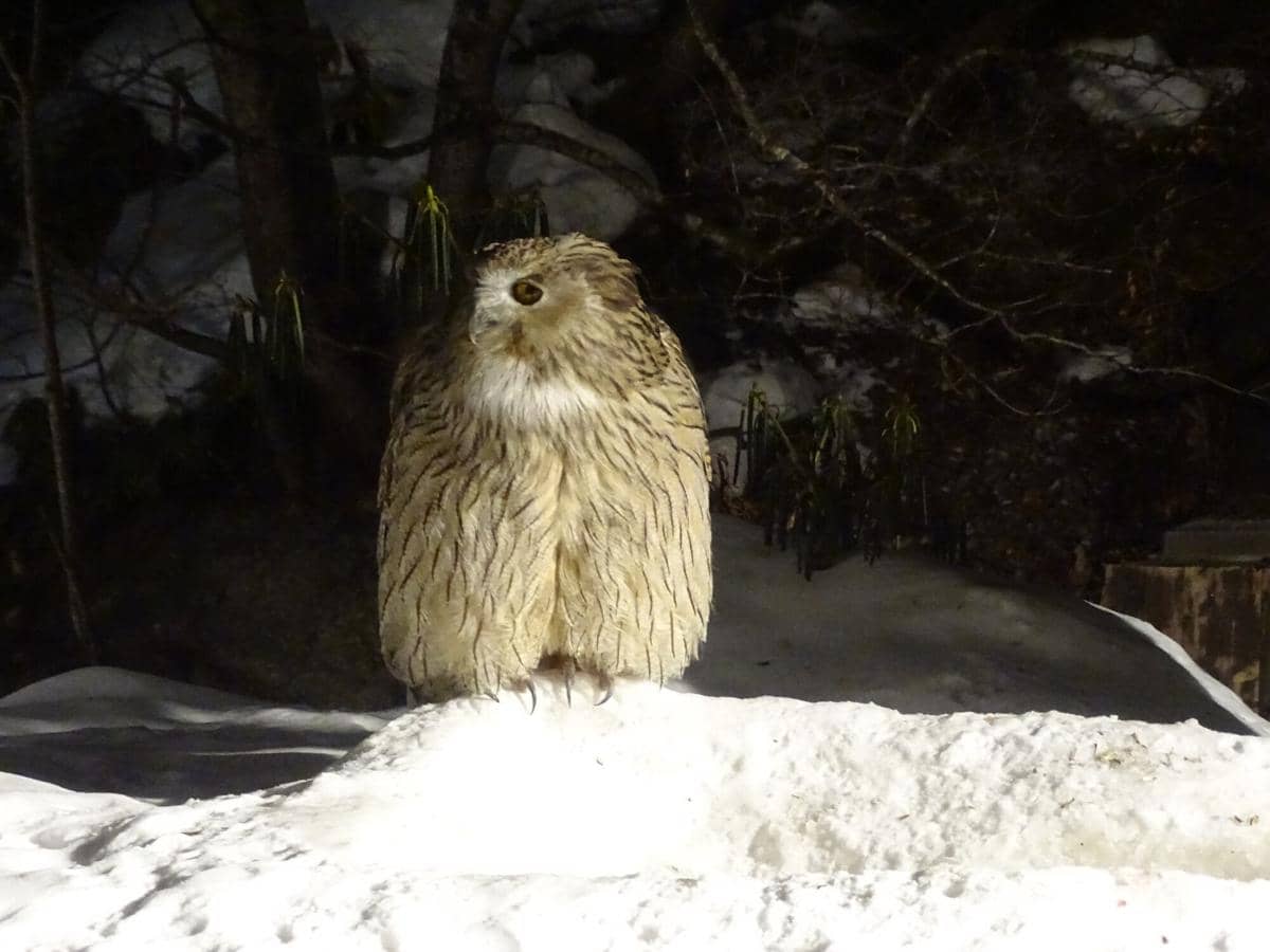 Potret burung hantu ikan blakiston