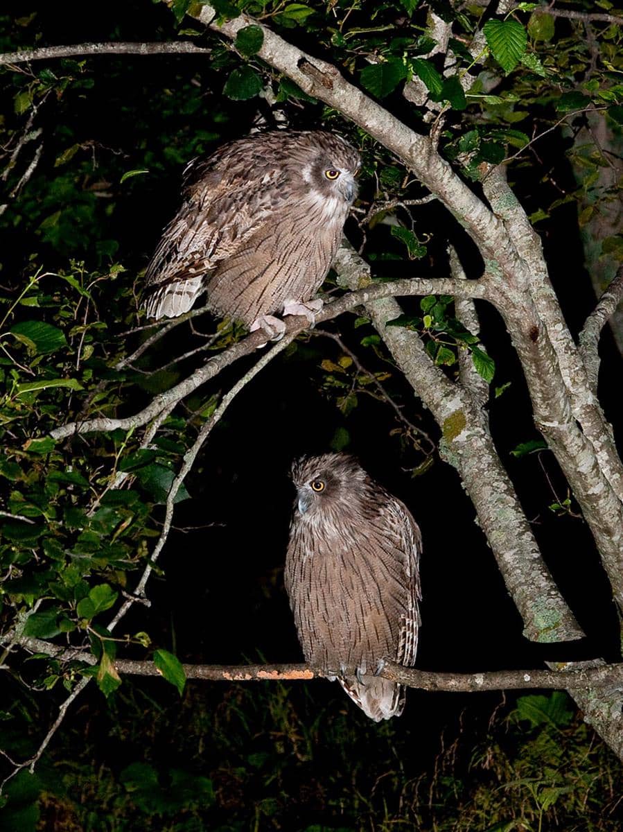 Potret burung hantu ikan blakiston