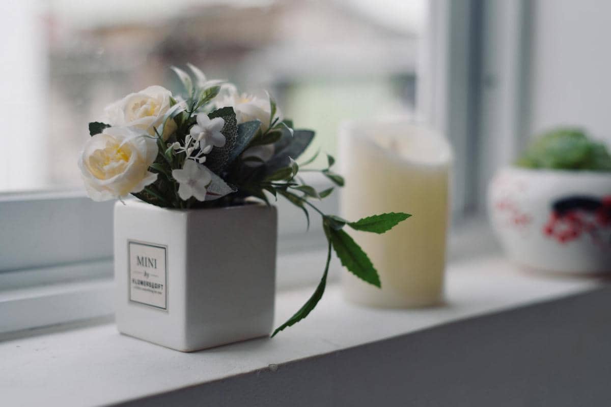 ilustrasi tanaman mini 