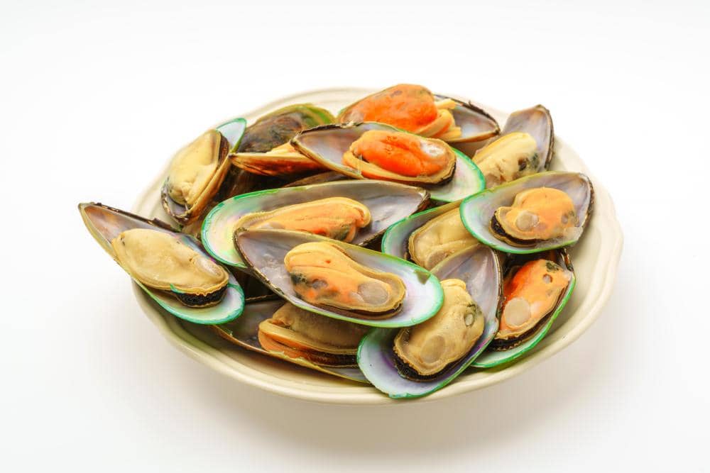 ilustrasi kerang