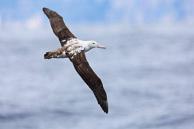 potret burung albatross 