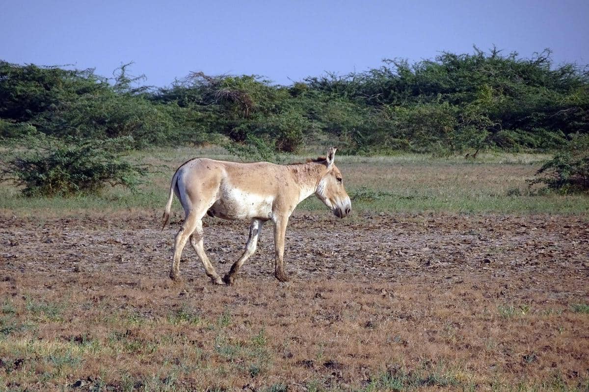 potret onager