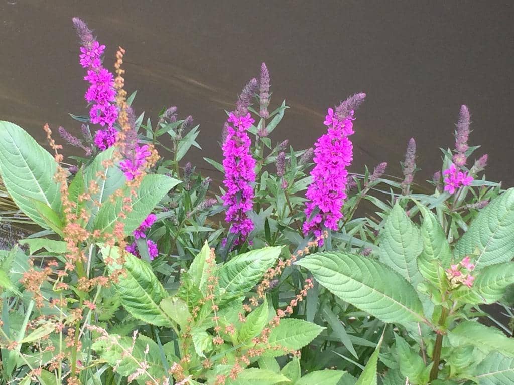 Purple Loosestrife