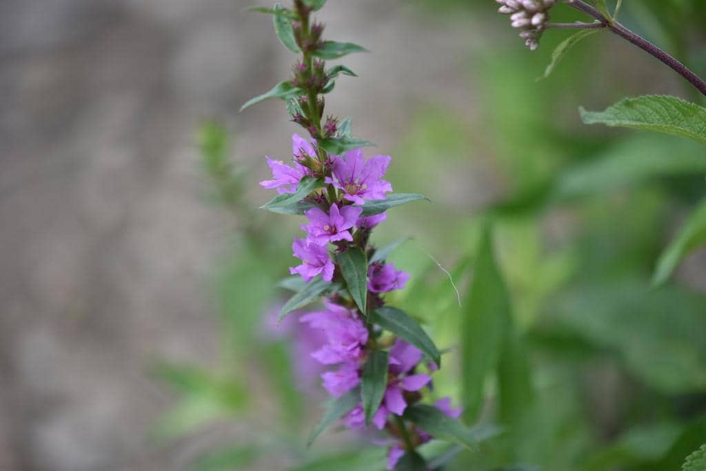 Purple Loosestrife