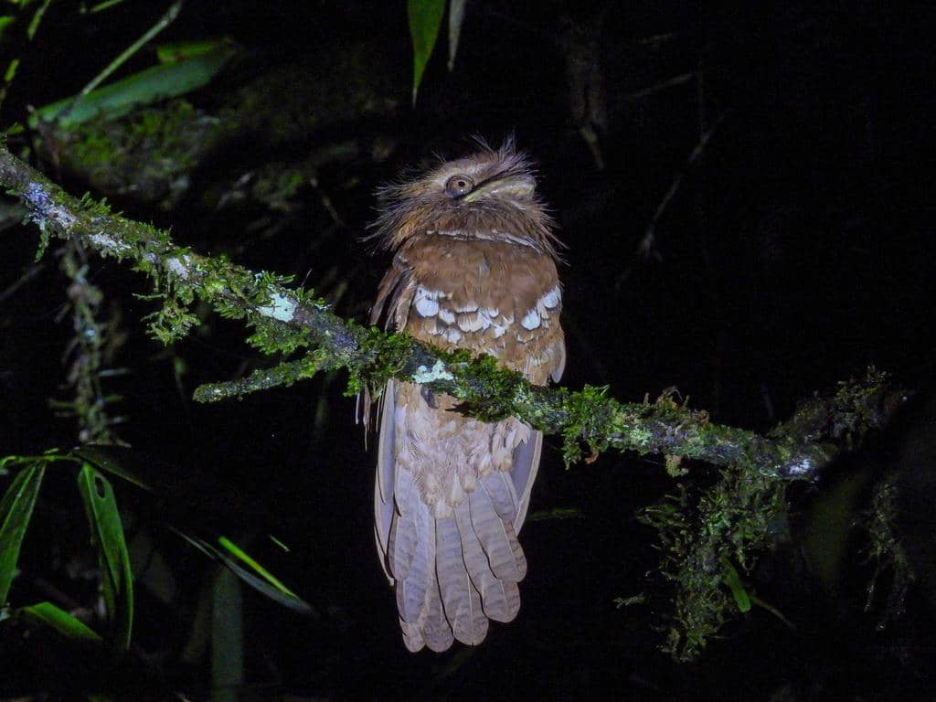 Batrachostomus septimus