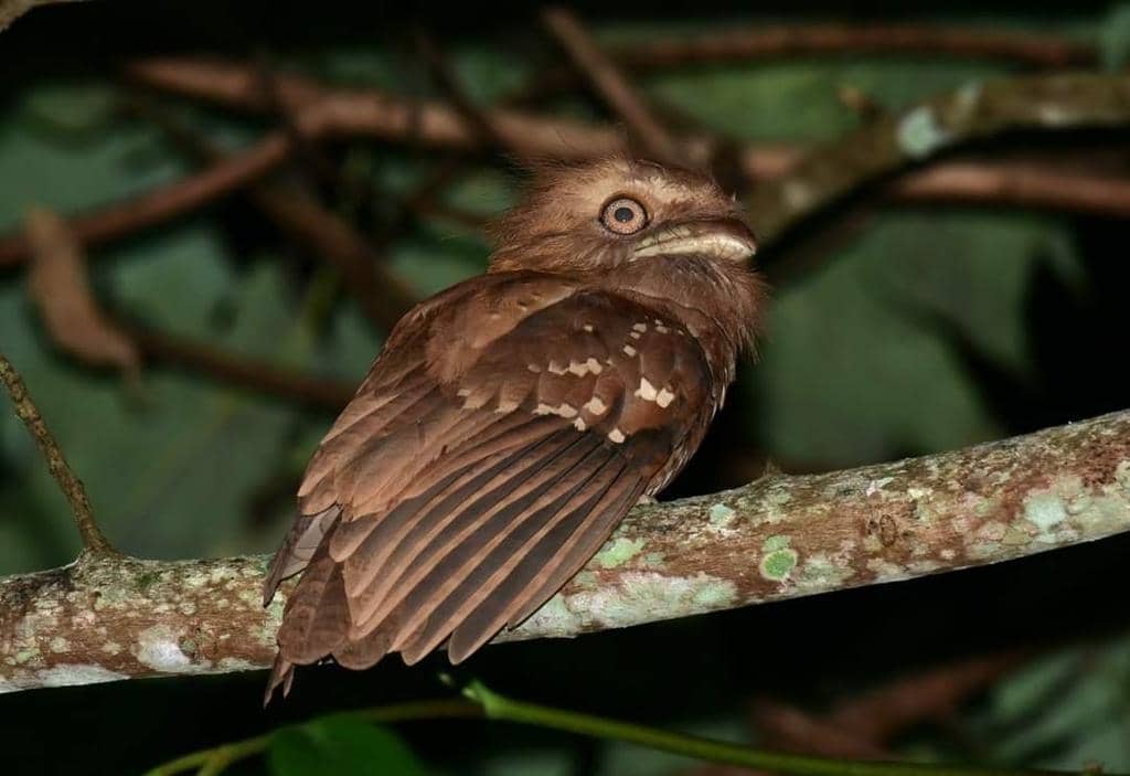 Batrachostomus septimus