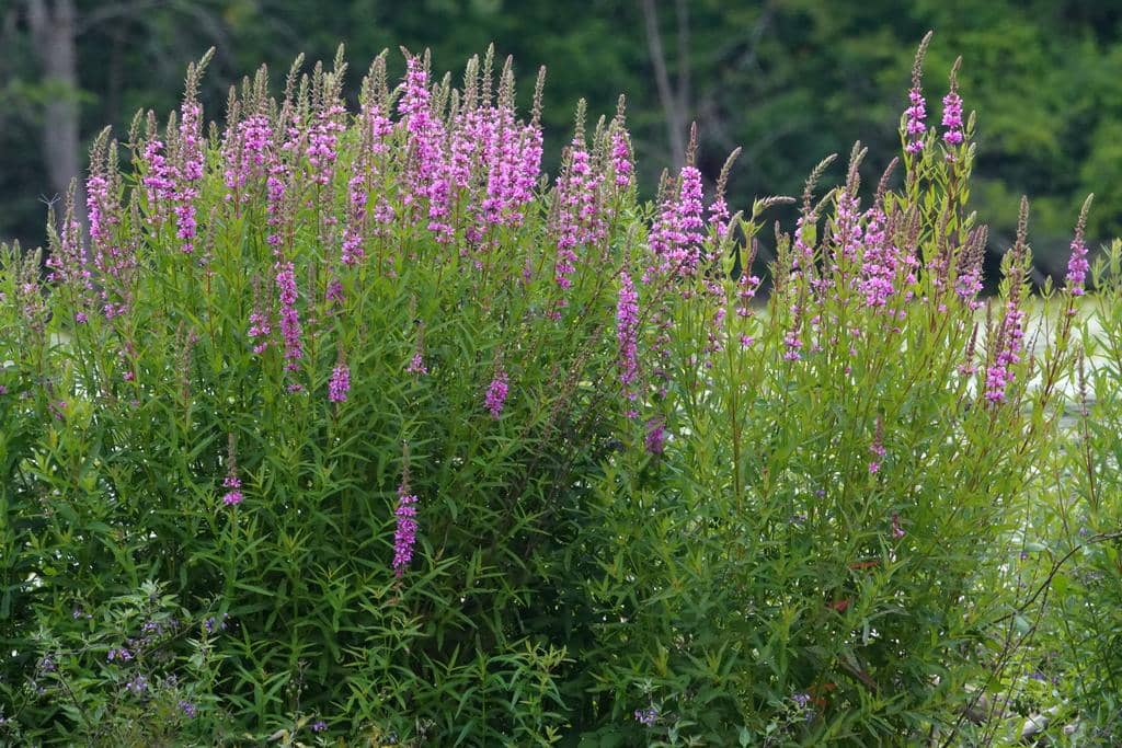 Purple Loosestrife