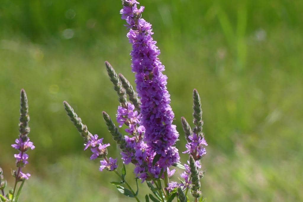Purple Loosestrife