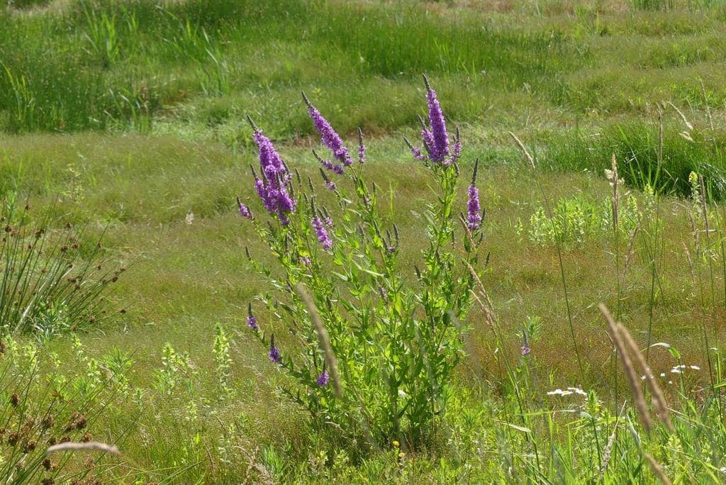 Purple Loosestrife