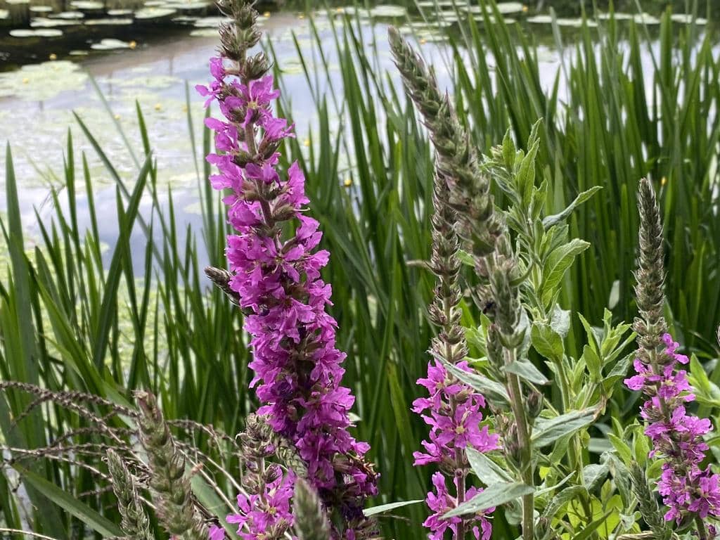 Purple Loosestrife