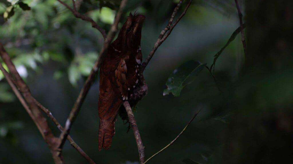 Batrachostomus septimus