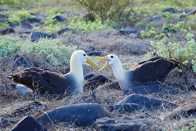 potret burung albatross 