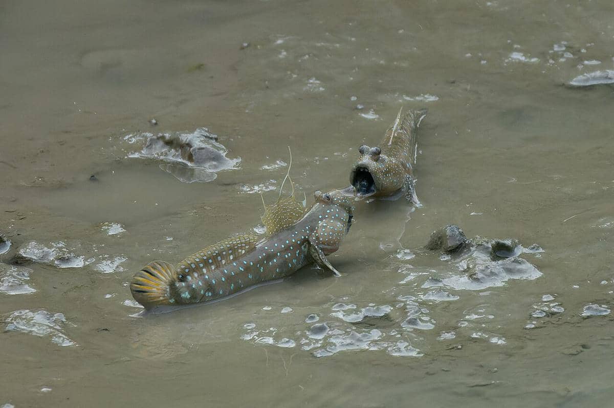 Ikan mudskipper