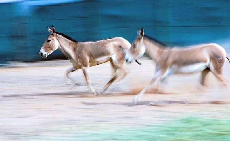 potret onager sedang berlari