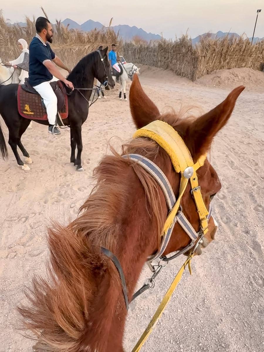 Anisa Rahma berkuda saat di Madinah.