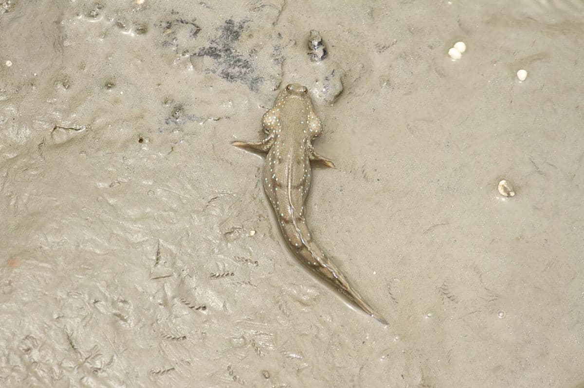 Ikan mudskipper