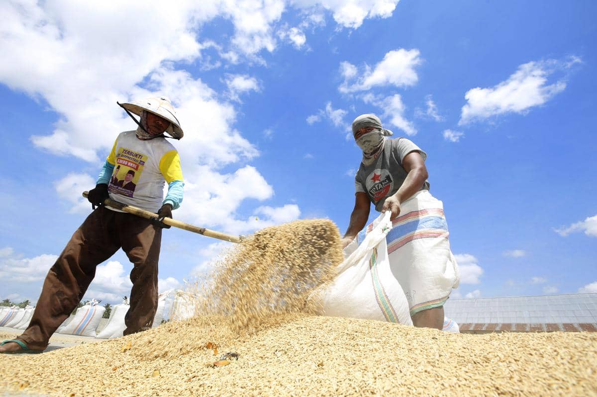 Ilustrasi pekerja menjemur gabah di penggilingan padi. (ANTARA FOTO/Adiwinata Solihin)