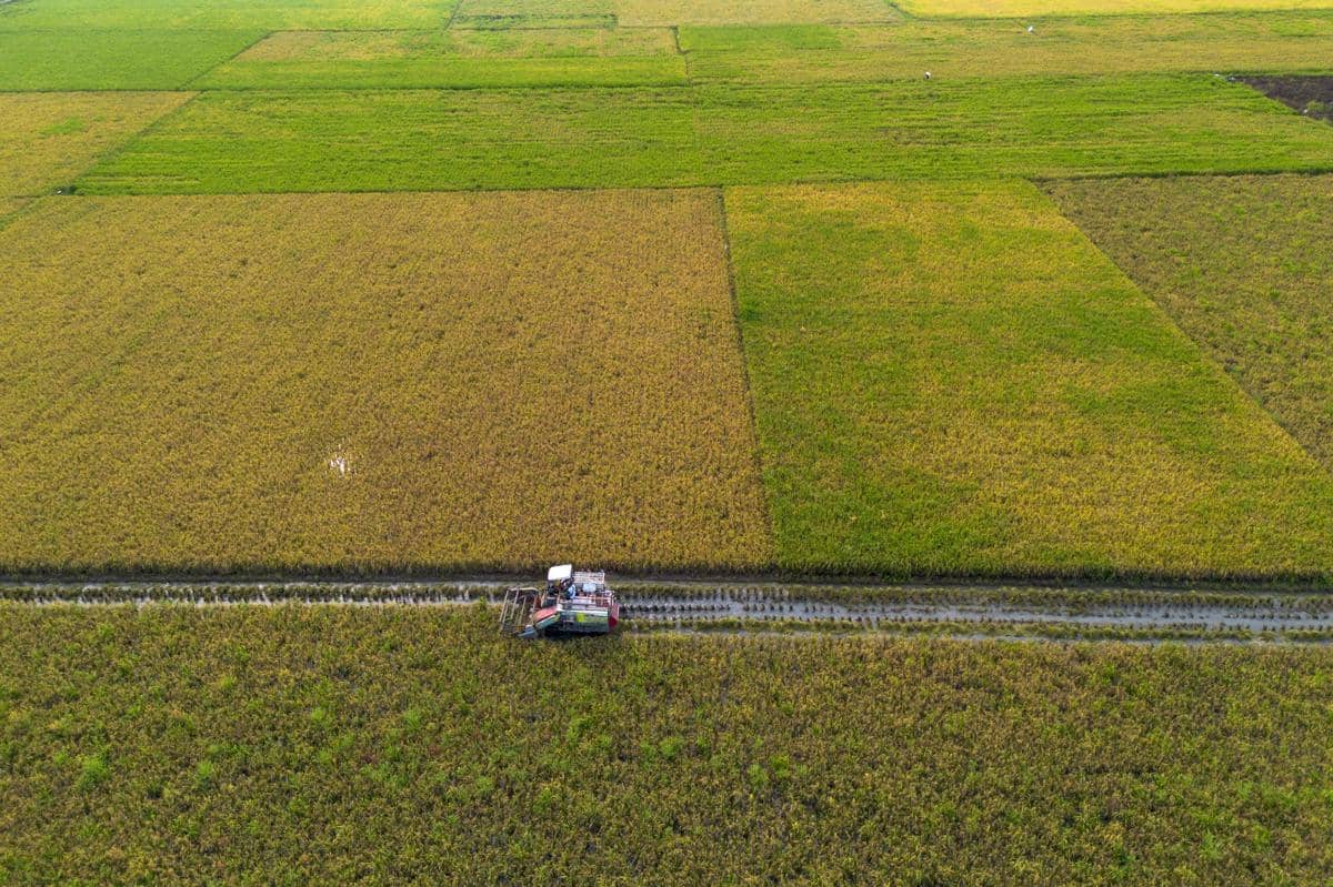 Ilustrasi petani memanen padi menggunakan mesin combine harvester. (ANTARA FOTO/Dedhez Anggara)