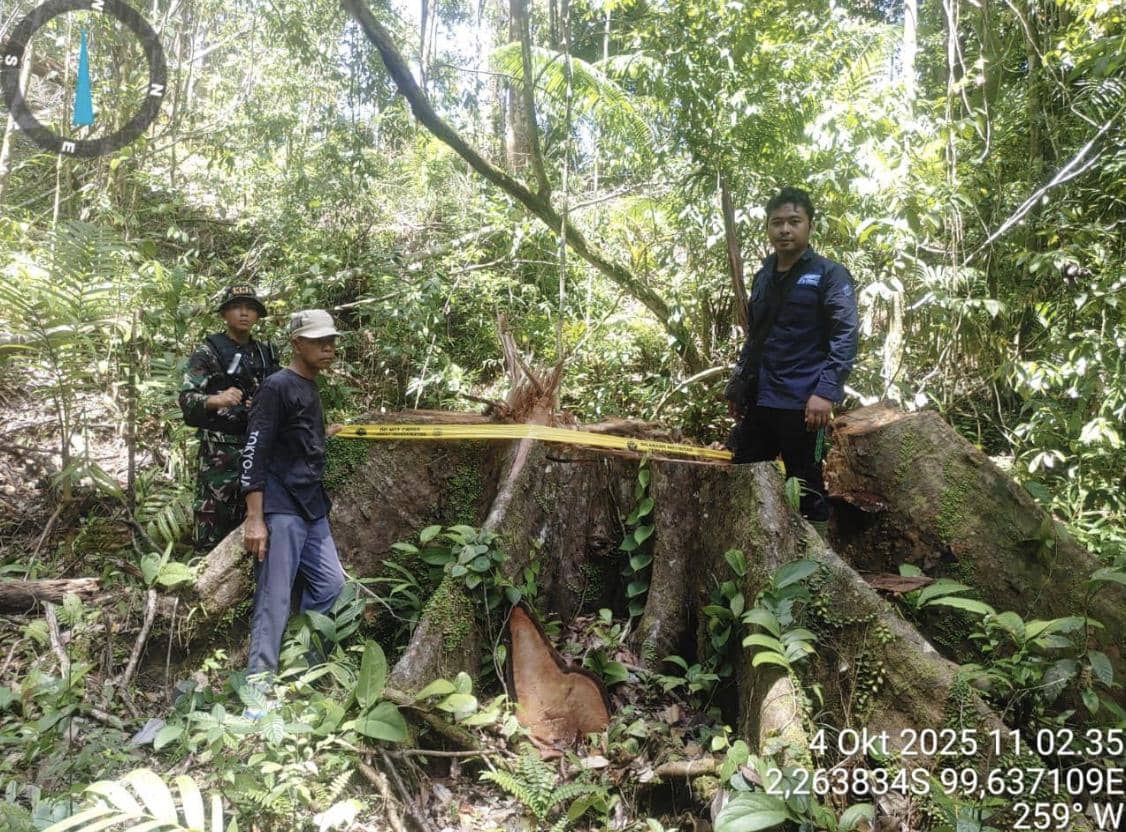Penebangan Kayu Ilegal