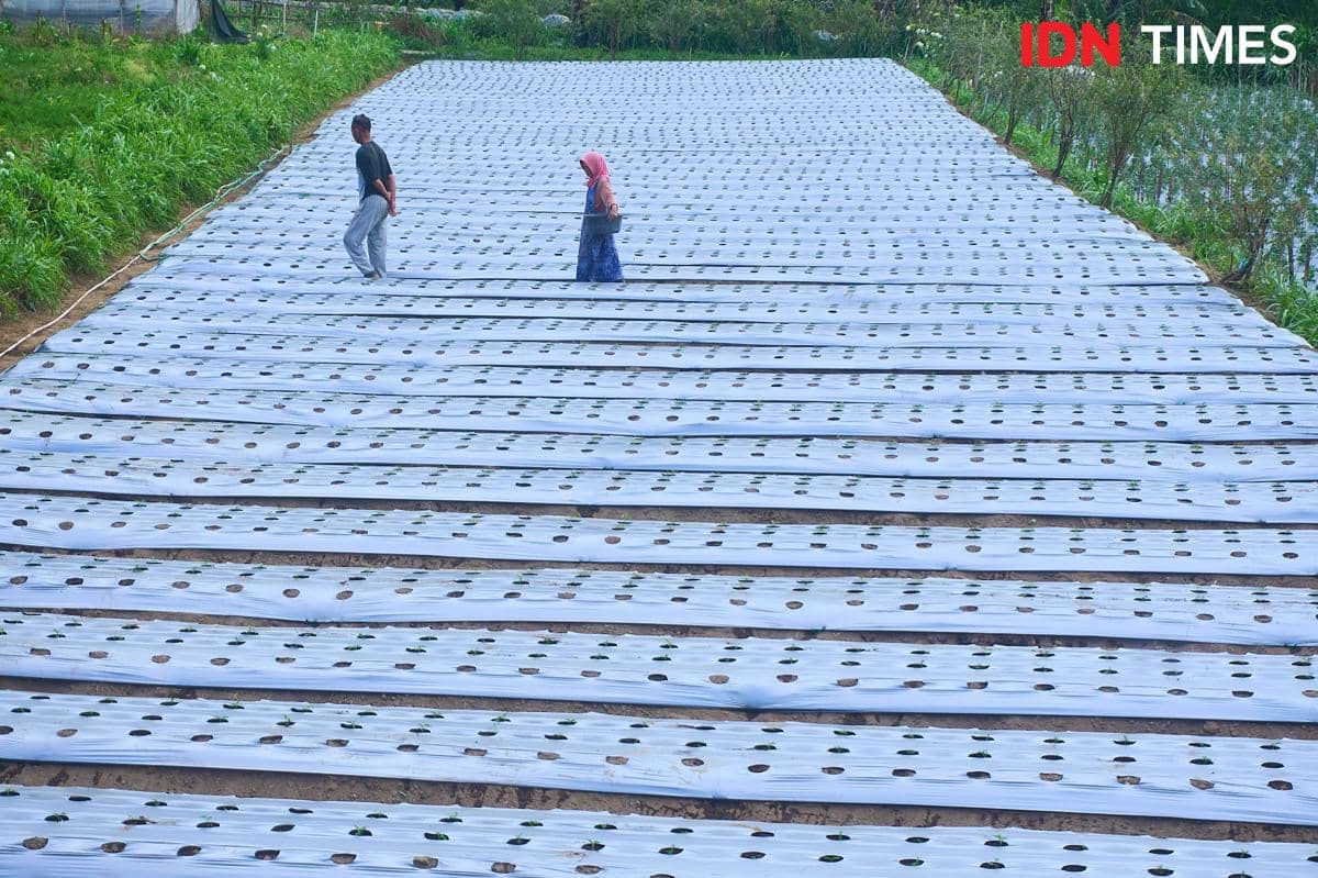 Seorang perempuan prasejahtera sedang bertani di kawasan lereng Gunung Merbabu. (IDN Times/Dhana Kencana)