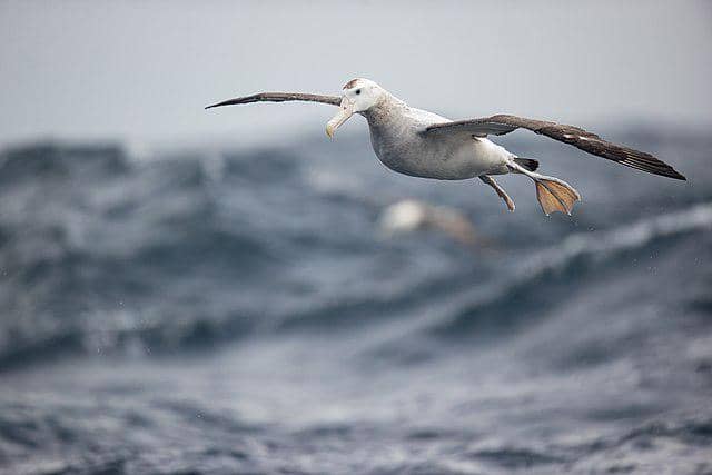 potret burung albatross