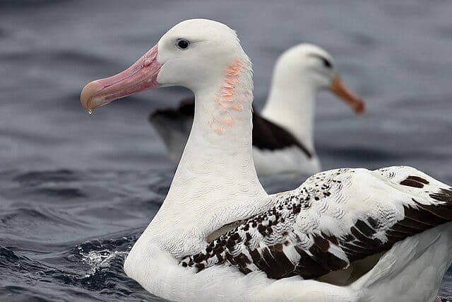 potret burung albatross