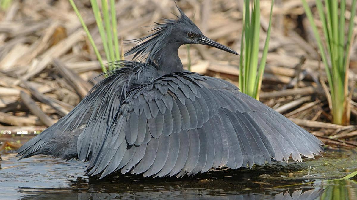 Potret burung bangau hitam