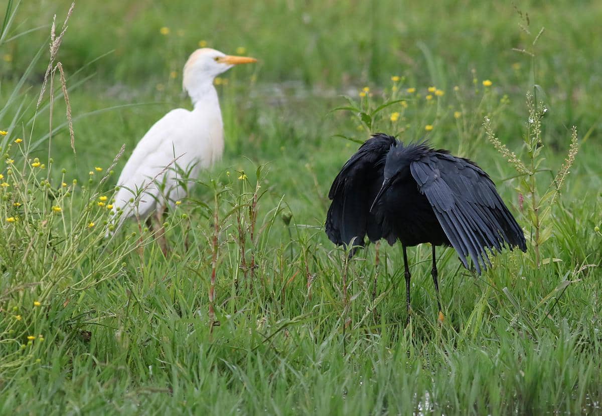 Potret burung bangau hitam 