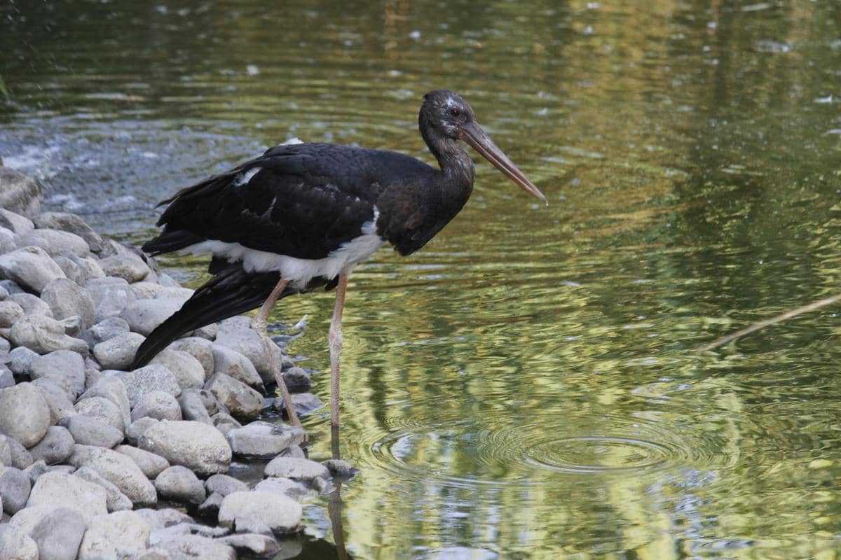 Potret burung bangau hitam