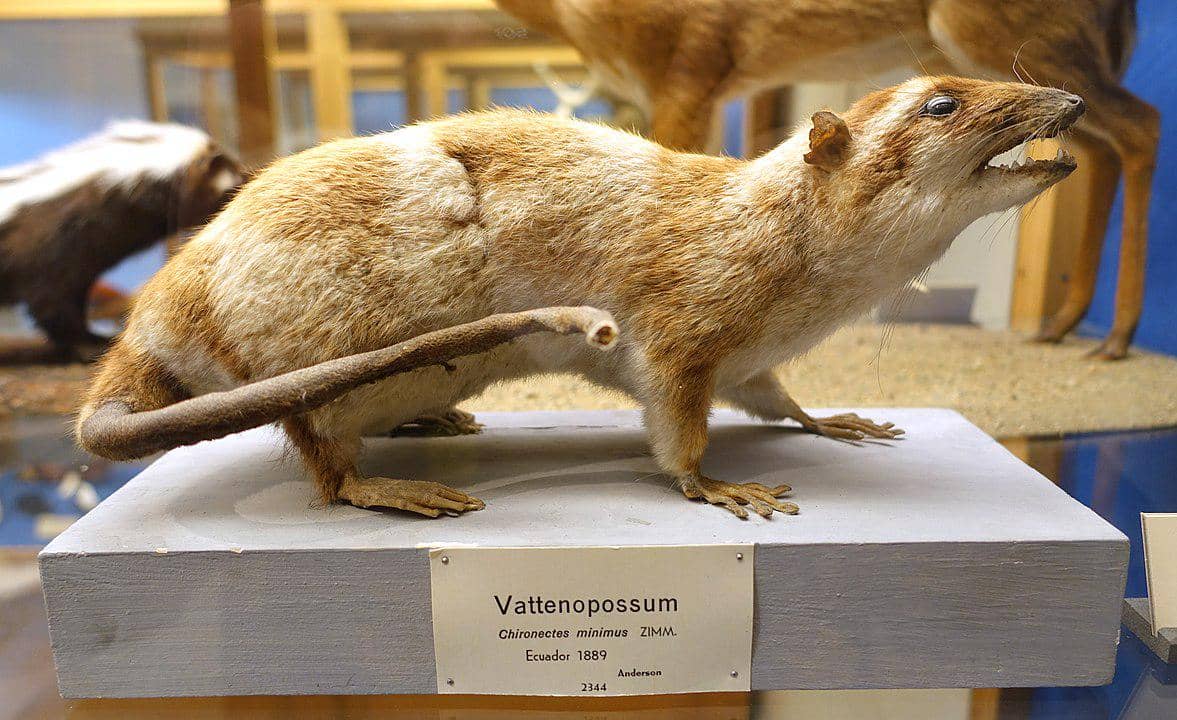 potret oposum air diawetkan