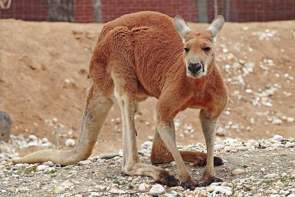 kanguru merah