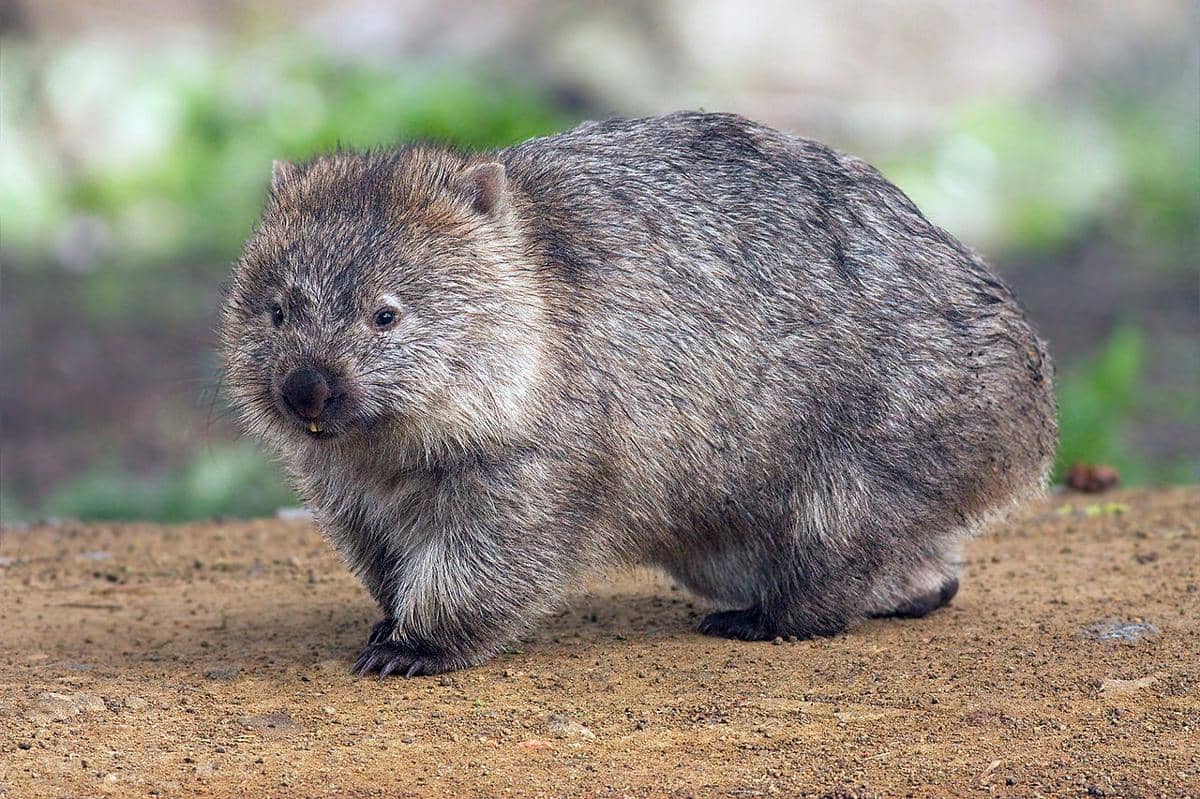 wombat biasa