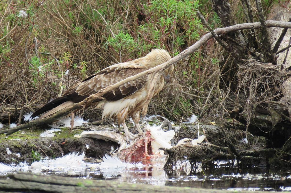 Elang Siul memakan bangkai 