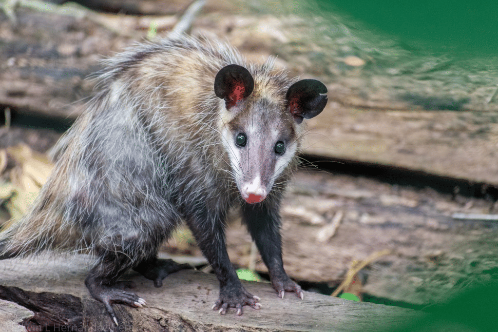 opossum selatan