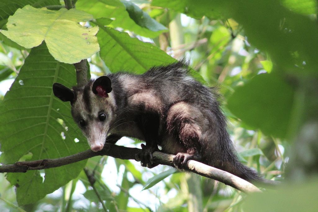 opossum selatan