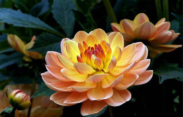 Dahlia Waterlily