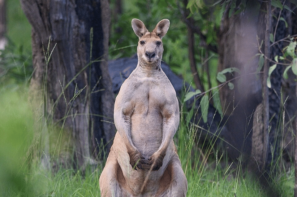 wallaroo antilopine