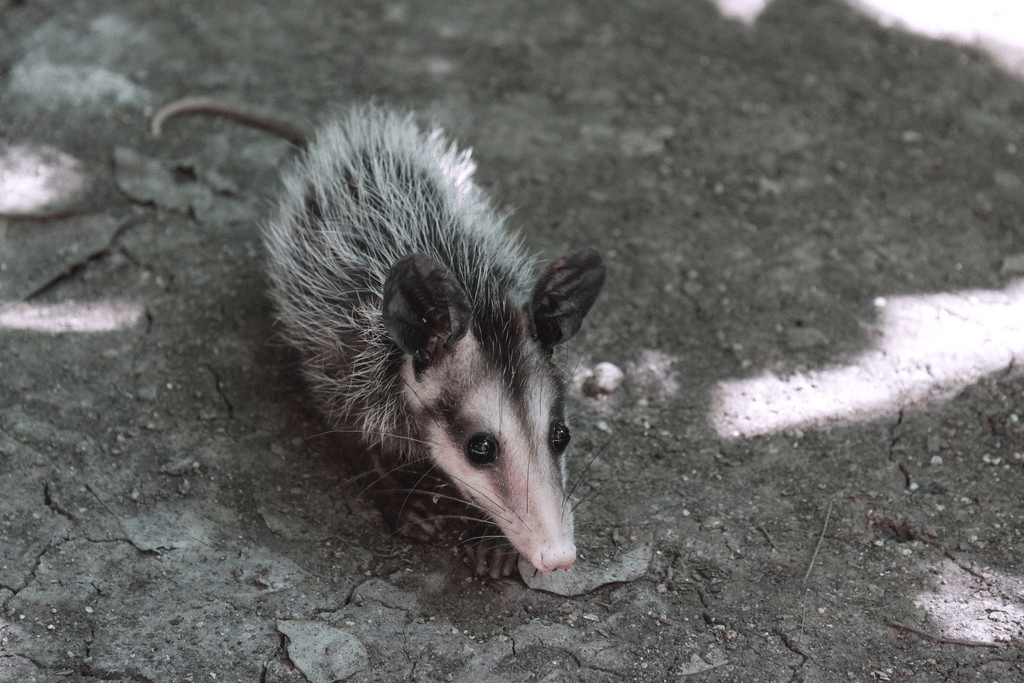 opossum selatan