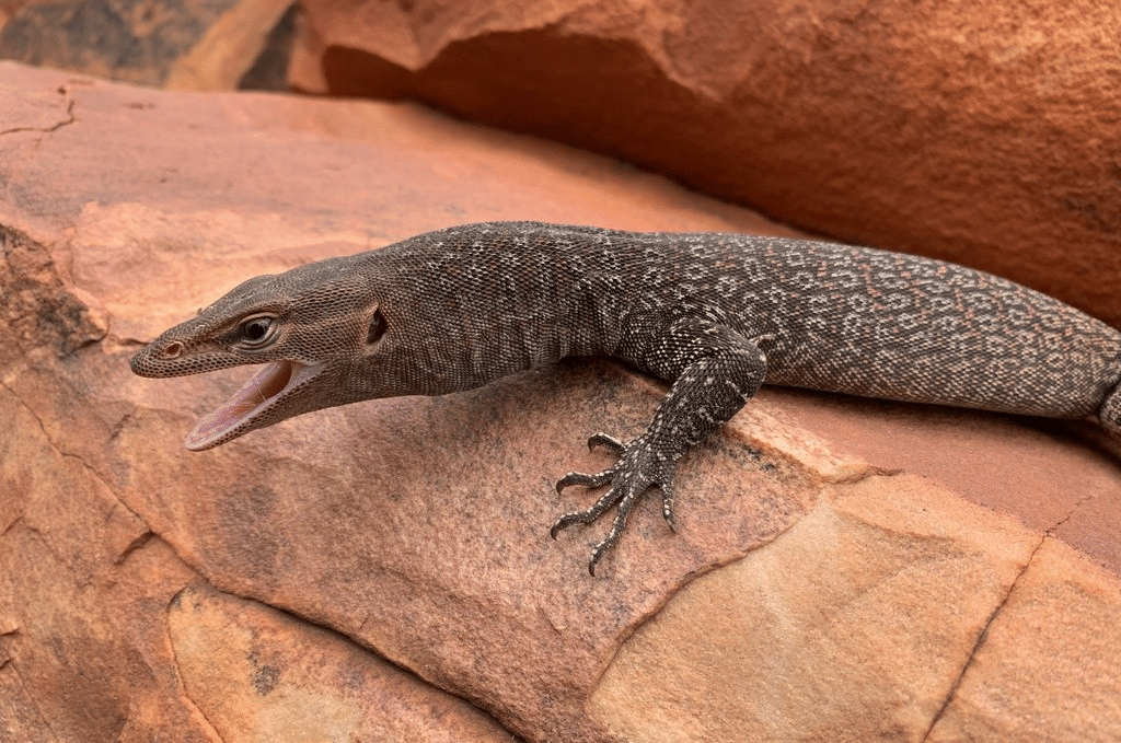 biawak kepala hitam