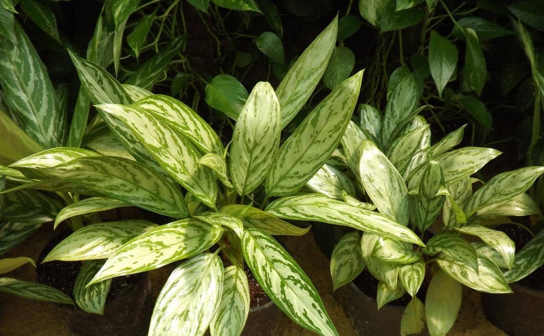 Tanaman aglaonema