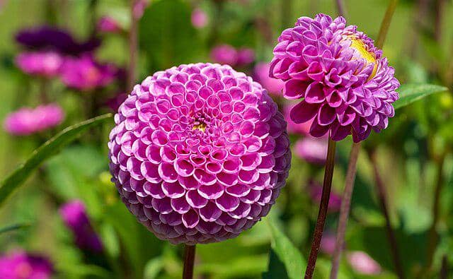 Dahlia Pompon