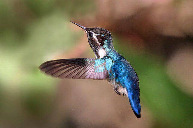 potret burung bee hummingbird