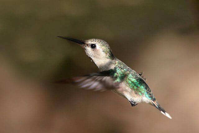 potret burung bee hummingbird