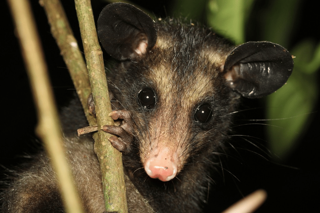 opossum selatan