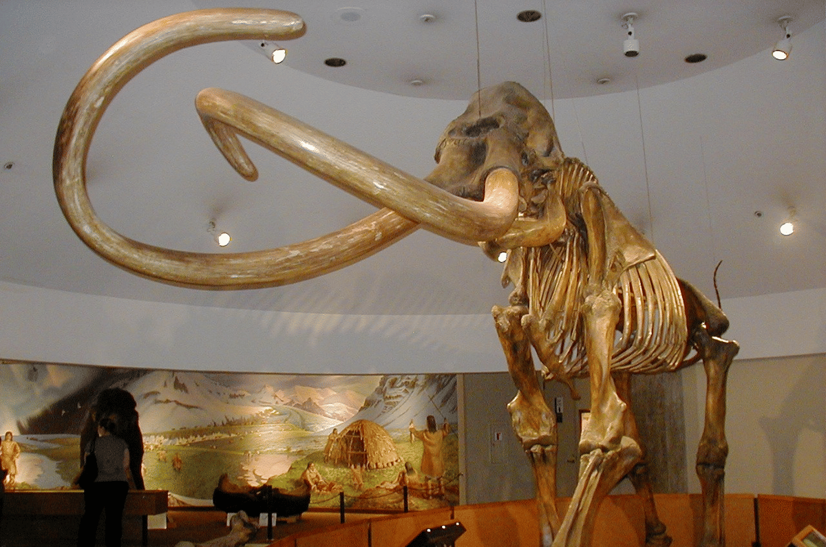 rekonstruksi kerangka mammoth