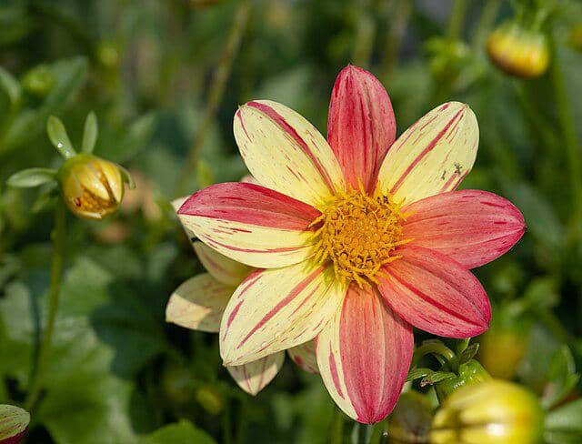Dahlia Mignon