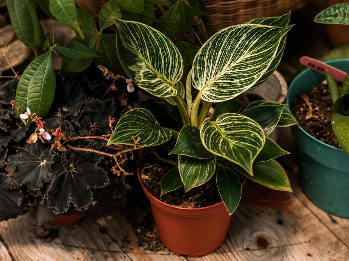 Tanaman philodendron birkin