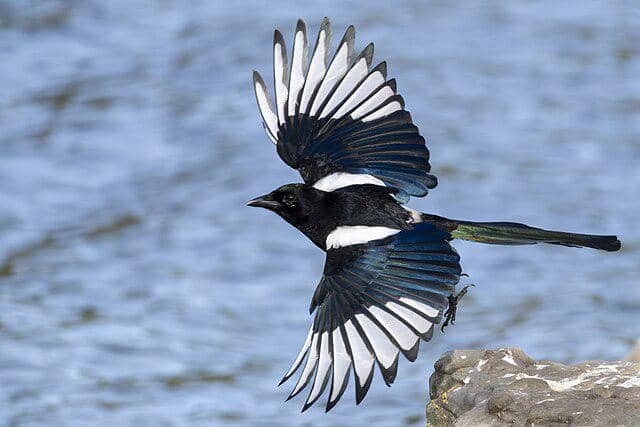 potret burung eurasian magpie 